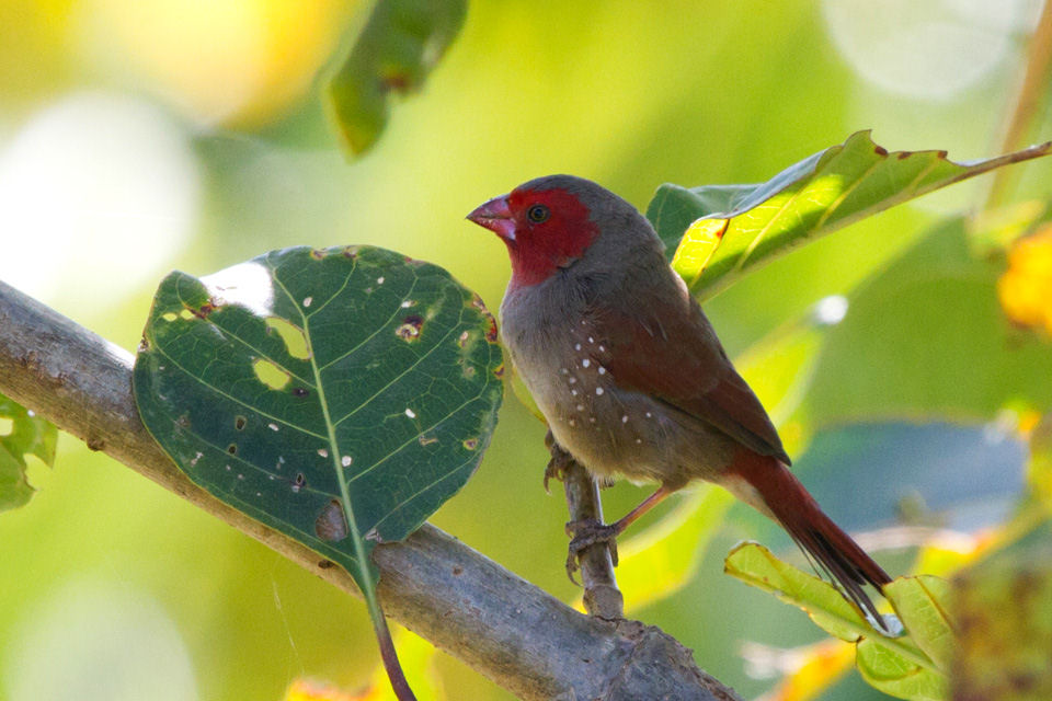 Crimson Finch (Neochmia phaeton)